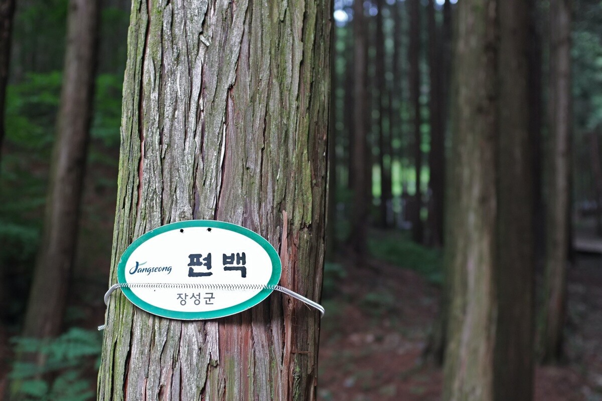 편백연구소 - 한비숲