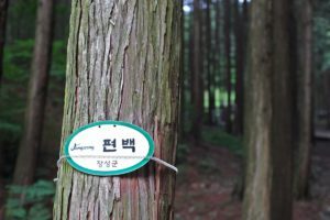 장성편백숲