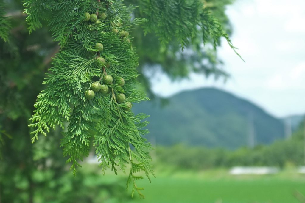 편백나무 - 한비숲