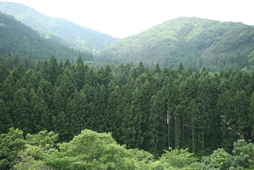 한비숲편백